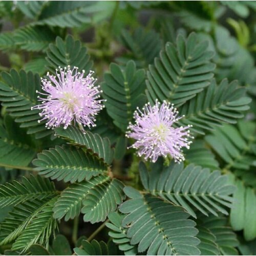 ���������� ������ ������ ������ ���������, Mimosa pudica 15 ��.