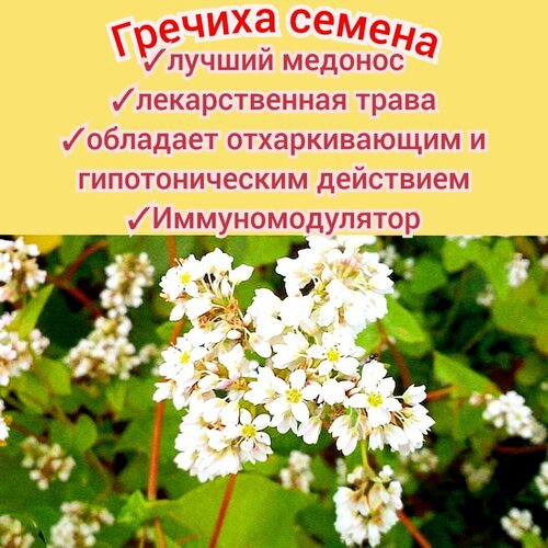 ���������� ������� ���������� 1��, ������ �������� � ������, ��� ����/ �������, ������� ������� premium