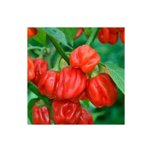 ���������� ������ ������ ����� Habanero Red �������� �������, 5 ����� + �������