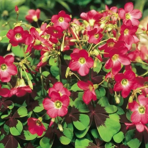 ���������� ������� IRON CROSS (10 �������)