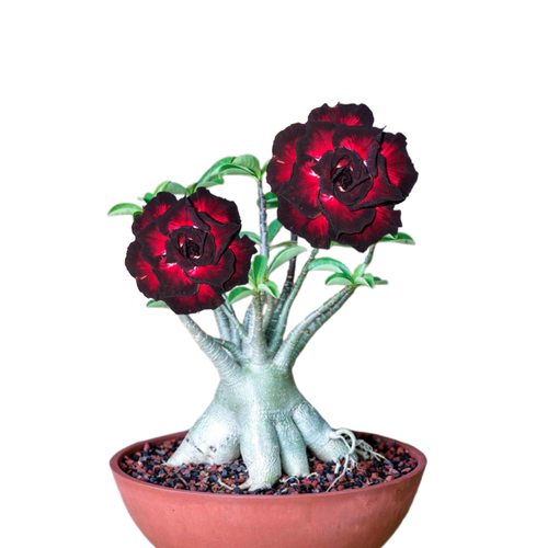 ���������� ������������ ������ ������� ׸���� ����� 3 ��.