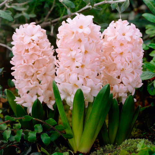 ���������� ������� China Pink(2 ��������)