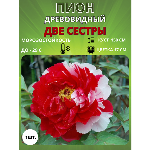 ���������� ���� ��� ������ 1 ��.