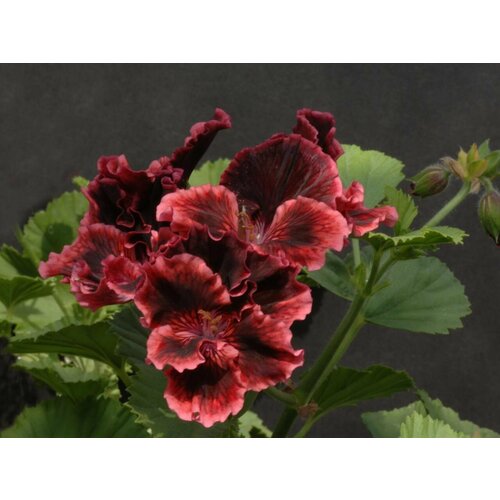 ���������� ������ ���������� ����������� �������� 4 �� (1 �������� (O))