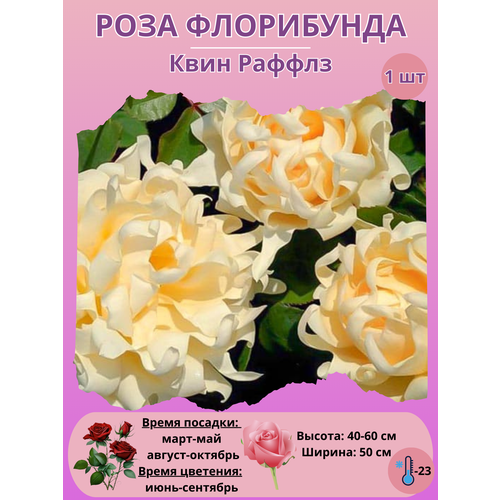 ���������� ���� ���������� ���� ������, ����������� ����� ��� ����