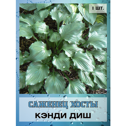 ���������� ����� ����� ��� 1 �����