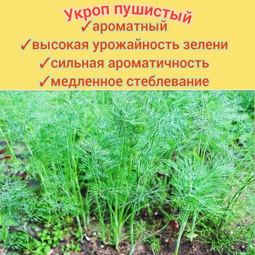 ���������� ����� �������� �������� 5�� ������ ���������/ �������������, ��������, ����������