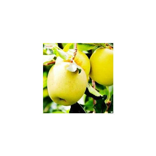 ���������� ������ ������ �������