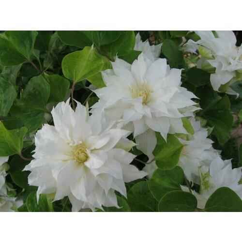 ���������� ������ �������� ��������������� ������ ���� 0,05 � (1 ��������)