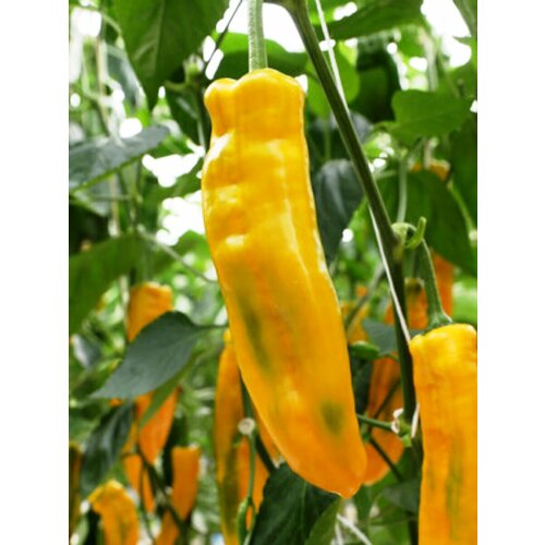 ���������� ������ ������� ����� ������� ������, 5 ����