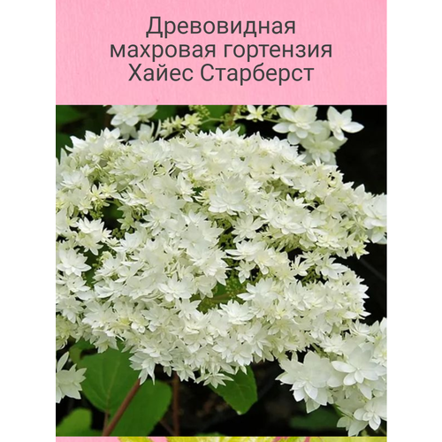 ���������� ����������� �������� ��������� ����� ���������