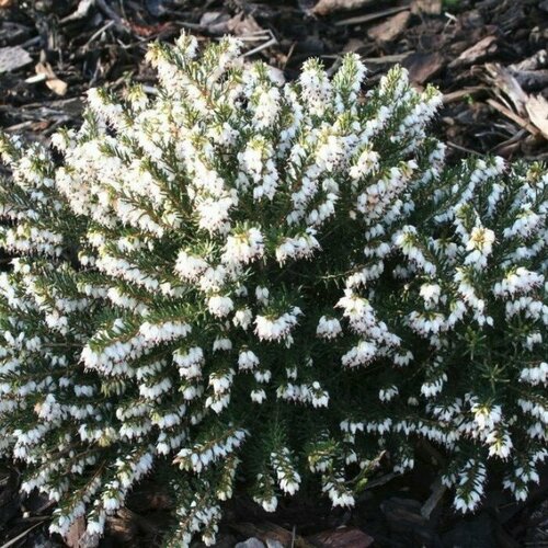 ���������� ����� ���������� ���� �������� (1 ������� � ������ 15-20 ��). Szkolka roslin A.M (������)