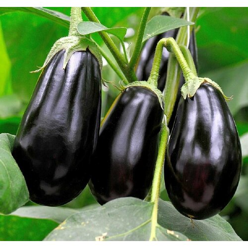 ���������� �������� ������������ ������ F1