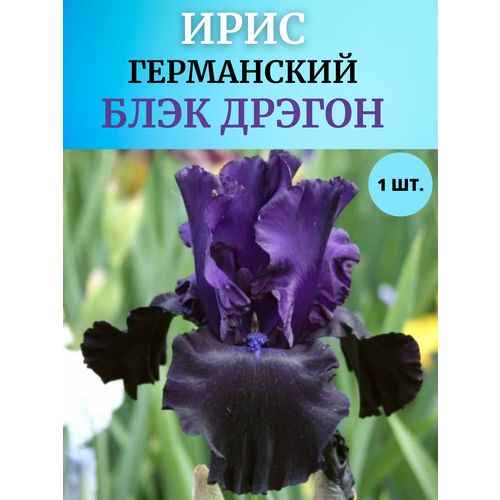 ���������� ���� �������� ���� ������, ����������� �����