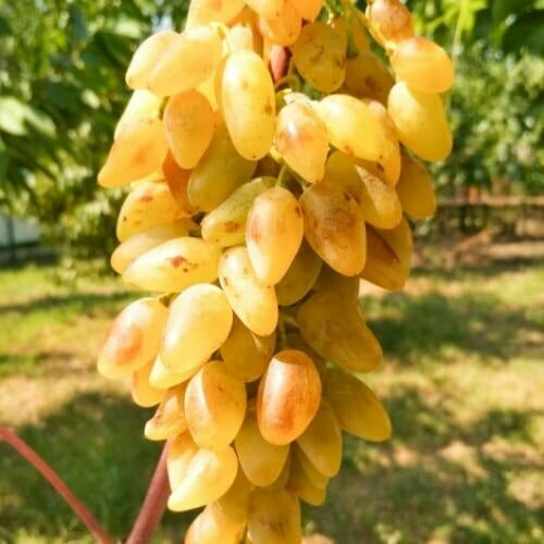 ���������� �������� ���� ��������