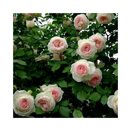 ���������� ���� ��������� ���� �� ������ 2��