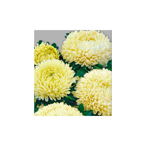 ���������� ������ ����� ����� Ƹ���� (0,1 ��.)