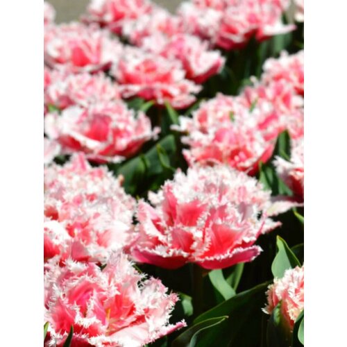 ���������� �������� ������� ��������� - 10 ��.