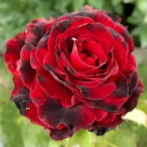 ���������� ���� �����-��������� ����� ��� (Lovely Red) / 1 ��, ������������������