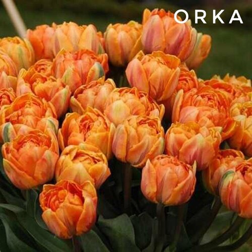 ���������� �������� ����������� , �������� ���� Orka ��������� (3 ��)