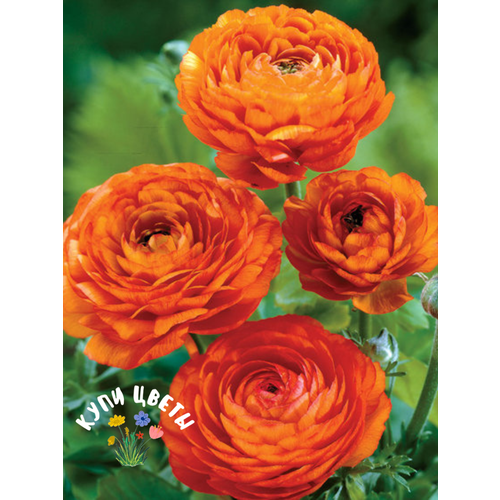 ���������� �������� ������, ���� ����� , ���������� ORANGE (10 �������)