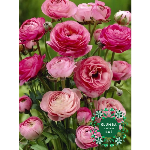 ���������� ����������/����� PINK, ������, (10 ����), �������, ������ 5-6