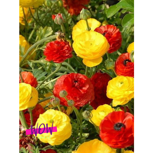 ���������� �������� ������, WOW FLOWERS, ����������� ������-������ ���� (10 ����)