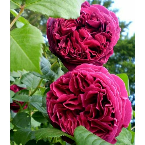 ���������� ���� ���������� �������� (Falstaff) / 2 ��, ������������������ ����