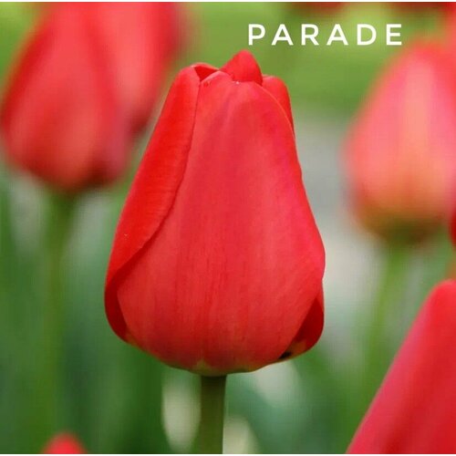 ���������� ��������, �������� ���� Parade ������� (3 ��)