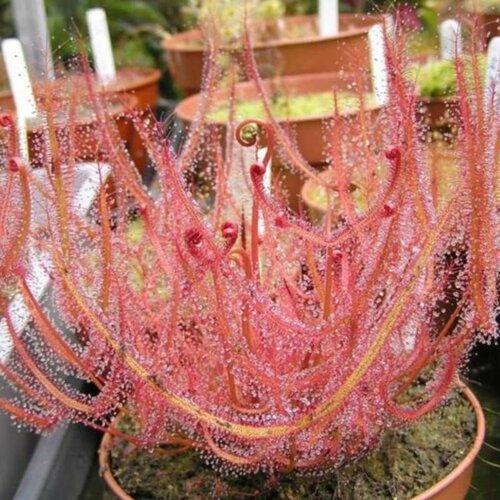 ���������� ������ ��������� ������� ������ 5 ��, Drosera Binata, ������� ������ ��������, ��������� ���