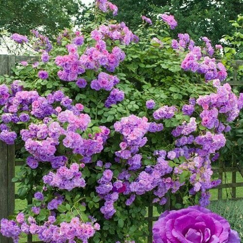 ���������� ���� ��������� ����������� 2��