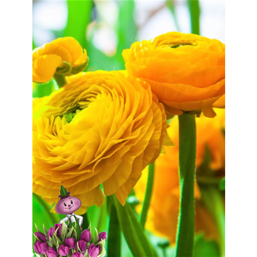 ���������� �������� ������, �hipollino flowers, ���������� YELLOW (10 �������)