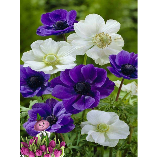 ���������� �������� ������, chipollino Flowers, ������� SKY MIX (10 �������)