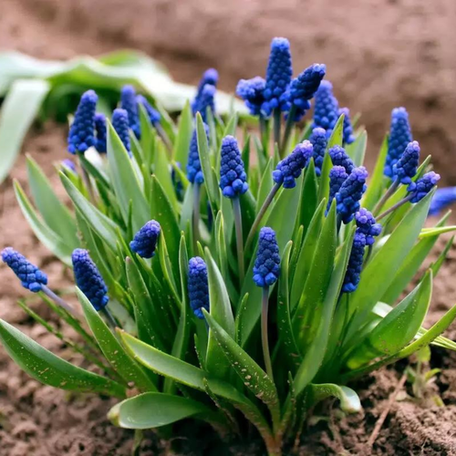 ���������� ������� ARMENIACUM (10 �������)