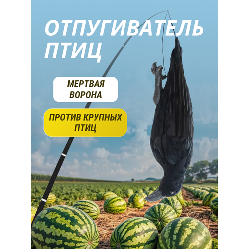 ���������� ������������ ���� ������ ������� ������