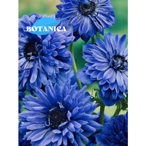 ���������� ������ ������, botanica garden, ������� ���� ���������, (10 ����)