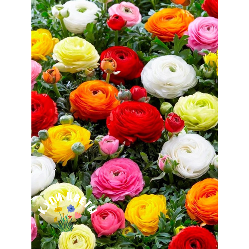 ���������� �������� ������ , ���� ����� , ���������� MIX ( 10 ������� )