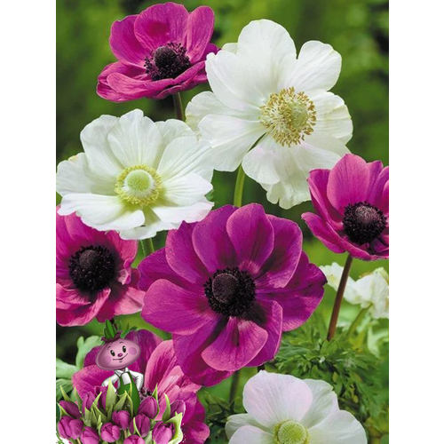 ���������� �������� ������, chipollino Flowers, ������� CANDY MIX (10 �������)