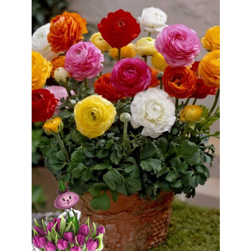 ���������� �������� ������, chipollino flowers, ���������� MIX (10 �������)