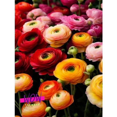 ���������� �������� ������ WOW FLOWERS ����������� ���� (10 ����) ������������