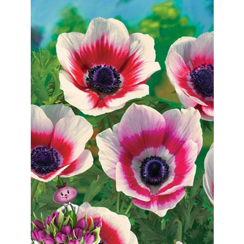 ���������� �������� ������, chipollino flowers, ������� BICOLOR (10 �������)