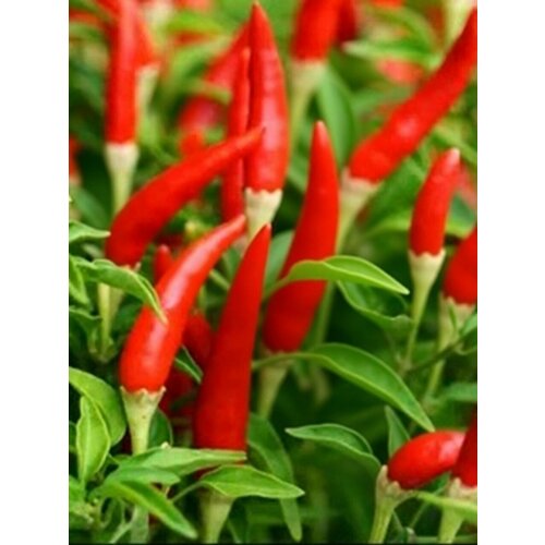 ���������� ������ ������ ����� Piri-Piri, 5 ����� + �������