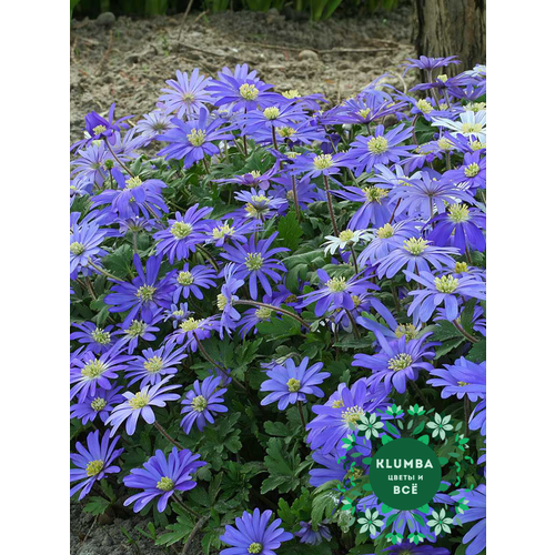 ���������� ������ ������, ������, ������� BLUE SHADES ( 10 ���� ), ����������