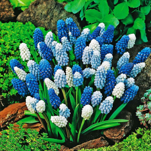 ���������� ������� ���� (20 ��)