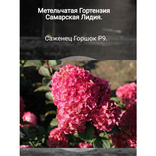 ���������� ��������� ����� - ��������� �����������