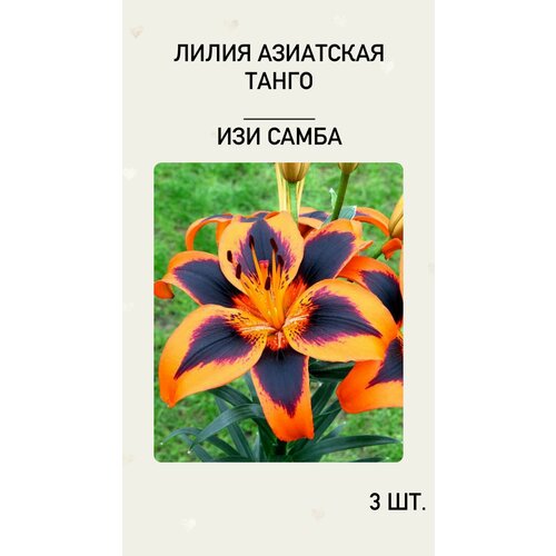 ���������� �����, �������� ����������� ������