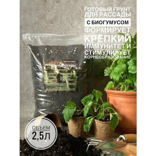 ���������� ����� ��� ������� 2,5 ������ � ���������� ������������� Terracotta Plants �������� ������