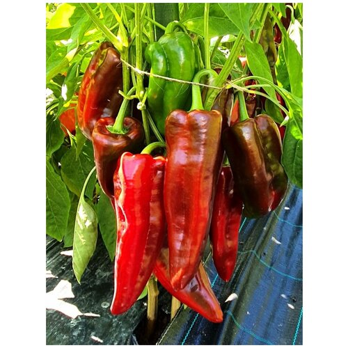 ���������� ������ ������� ����� ����� �� ���� ������� (Corno di Toro red), 5 ����