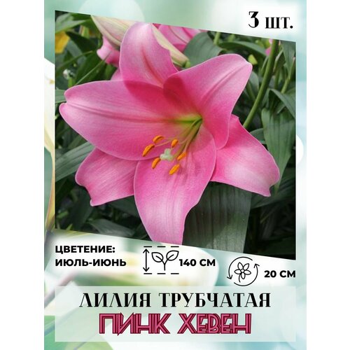 ���������� ����� ���������, �������� 3 ��.