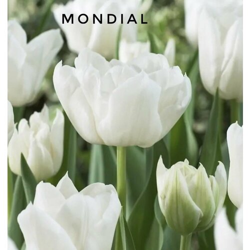 ���������� �������� ����������� , �������� ���� MONDIAL ����� (3 �����)
